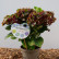 Hydrangea macrophylla ‘Rembrandt’ in varieties - 30-40