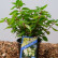 Hydrangea paniculata ‘Bombshell’ ® - 25-30