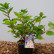 Hydrangea paniculata ‘Early Sensation’ - 30-40