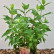 Hydrangea paniculata ‘Graffity’ - 30-40