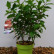 Hydrangea paniculata ‘Graffity’ - 50-60