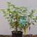 Hydrangea paniculata ‘Grandiflora’ - 50-60