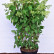 Hydrangea paniculata ‘Grandiflora’ - 80-100