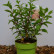 Hydrangea paniculata ‘Hercules’® - 50-60