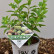 Hydrangea paniculata ‘Little Lime’ ® - 25-30