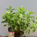 Hydrangea paniculata ‘Little Lime’ ® - 30-40