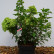 Hydrangea paniculata ‘Little Lime’ ® - 40-50