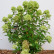 Hydrangea paniculata ‘Little Lime’ ® - 50-60