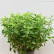Hydrangea paniculata ‘Little Lime’ ® - 60-80