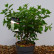 Hydrangea paniculata ‘Little Lime’ ® - 40-50