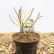 Hydrangea paniculata ‘Little Spooky’ - 20-25