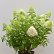 Hydrangea paniculata ‘Mojito’ - 50-60