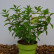 Hydrangea paniculata ‘Mojito’ - 40-50