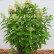Hydrangea paniculata ‘Pandria’ - 40-50