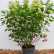 Hydrangea paniculata ‘Panflora’ - 40-50