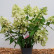 Hydrangea paniculata ‘Panzola’ - 40-50