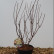 Hydrangea paniculata Pastelgreen ® - 30-40