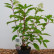 Hydrangea paniculata ‘Phantom’ - 40-50