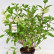 Hydrangea paniculata ‘Phantom’ - 60-80