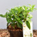 Hydrangea paniculata ‘Silver Dollar’ - 25-30