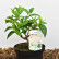 Hydrangea paniculata ‘Silver Dollar’ - 40-50