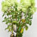 Hydrangea paniculata ‘Silver Dollar’ - 60-80