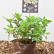 Hydrangea paniculata ‘Switch Ophelia’ ® - 25-30