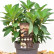 Hydrangea paniculata ‘Switch Ophelia’ ® - 30-40