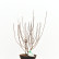 Hydrangea paniculata ‘Tardiva’ - 40-50