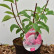 Hydrangea paniculata Vanille Fraise - 25-30