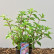 Hydrangea paniculata Vanille Fraise - 30-40