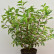 Hydrangea paniculata Vanille Fraise - 60-80