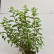 Hydrangea paniculata Vanille Fraise - 80-100