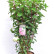 Hydrangea paniculata Vanille Fraise - 100-125