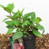 Hydrangea paniculata ‘Wim’s Red’ ® - 25-30