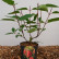 Hydrangea paniculata ‘Wim’s Red’ ® - 30-40