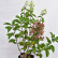 Hydrangea paniculata ‘Wim’s Red’ ® - 50-60