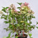 Hydrangea paniculata ‘Wim’s Red’ ® - 60-80