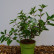 Hydrangea paniculata ‘Wim’s Red’ ® - 40-50