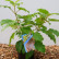 Hydrangea quercifolia ‘Burgundy’ - 30-40