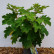Hydrangea quercifolia ‘Harmony’ - 40-50