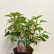 Hydrangea quercifolia ‘Ruby Slippers’ - 30-40