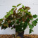 Hydrangea quercifolia Snowflake - 50-60