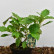 Hydrangea quercifolia - 30-40