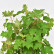 Hydrangea quercifolia - 50-60