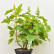 Hydrangea quercifolia - 50-60