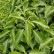 Hedera helix ‘Arborescens’ - 30-40