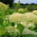 Hydrangea arborescens ‘Annabelle’ - 25-30