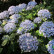 Hydrangea macrophylla ‘Ayesha’ - 25-30