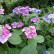 Hydrangea macrophylla ‘Blaumeise’ - 25-30